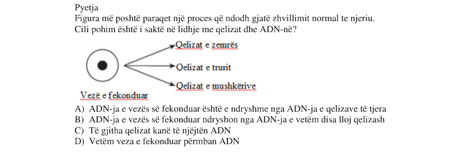 Figura më poshtë paraqet një proces që ndodh gjatë zhvillimit normal te njeriu. Cili pohim është i saktë në lidhje me qelizat dhe ADN-në? A) ADN-ja e vezës së fekonduar është e ndryshme nga ADN-ja e qelizave të tjera B) ADN-ja e vezës së fekonduar ndryshon nga ADN-ja e vetëm disa lloj qelizash C) Të gjitha qelizat kanë të njëjtën ADN D) Vetëm veza e fekonduar përmban ADN